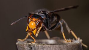 asiatische hornisse