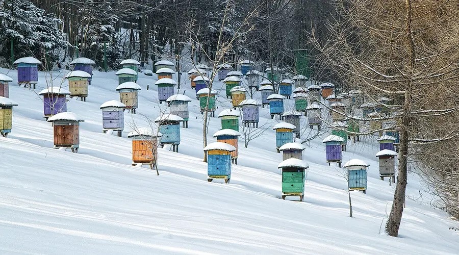 bienenstöcke im winter