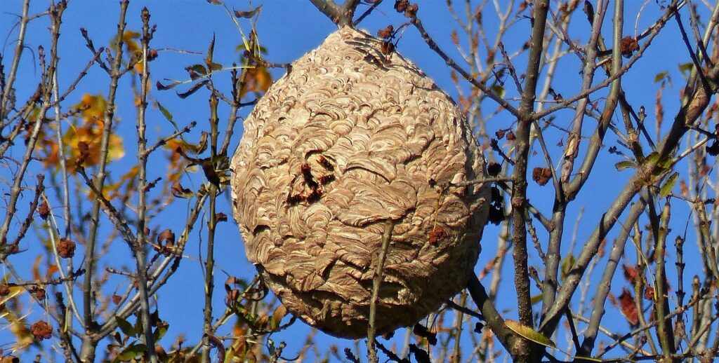 hornissennest